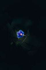Nature - Blue Flower